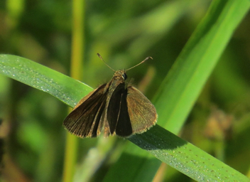 Swarthy Skipper